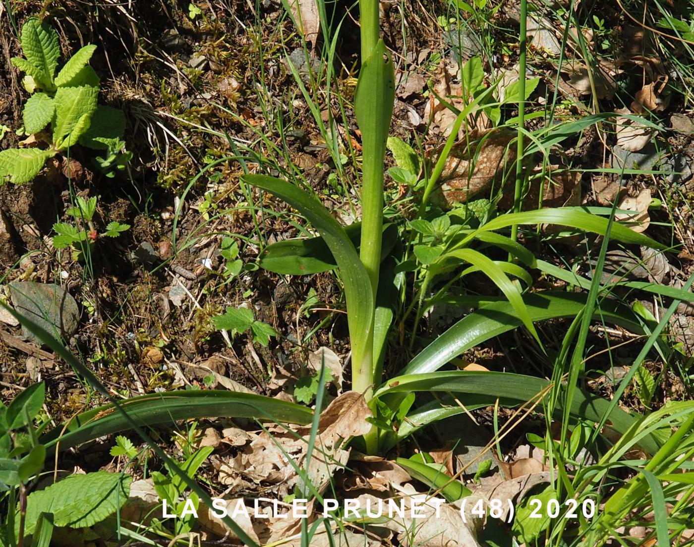 Orchid, Early Purple leaf